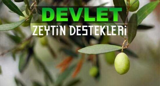 Devlet Zeytin Destekleme 2023 Prim Miktarı Ödeme Tarihleri