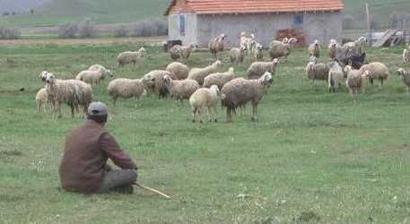 Suriyeli veya Afgan Çoban