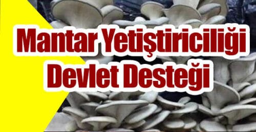 Mantar Yetiştiriciliği Devlet Desteği 2023 (İstiridye Kültür Mantarı)