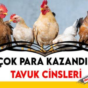 En Çok Yumurta Yapan Tavuk Irkları: GÜNDE 2 YUMURTA!