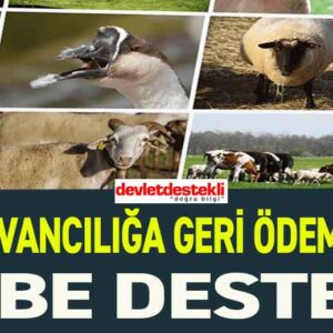 Hayvancılığa Hibe Desteği 2025 Ekim: Büyükbaş Küçükbaş Ahır!