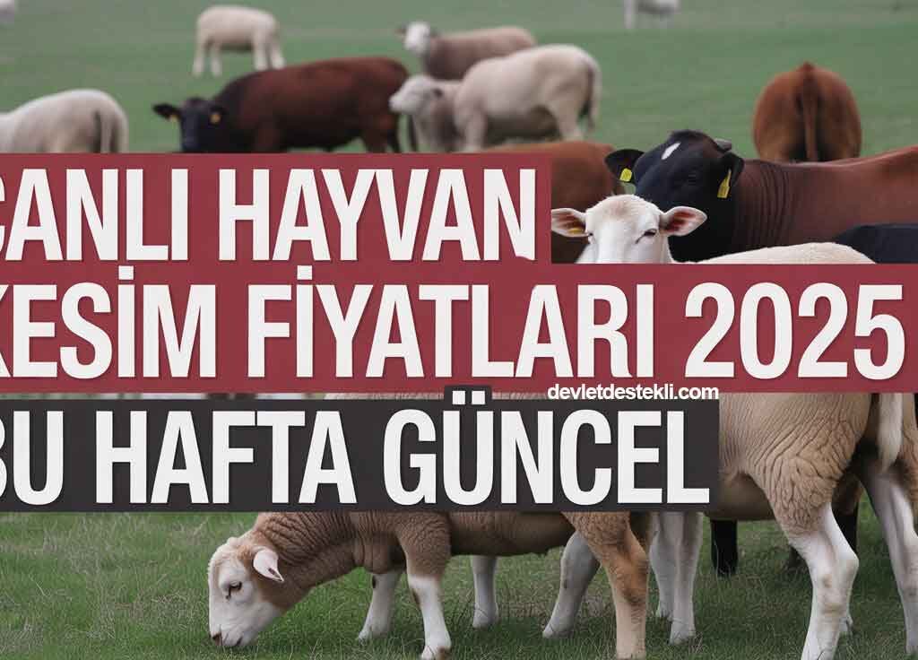 Canlı Hayvan Et Kesim Fiyatları 2025