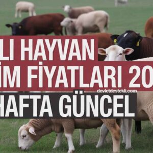 Canlı Hayvan Et Kesim Fiyatları 2025