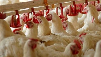 Faizsiz Tavuk Çiftliği Kredisi Hibe Şartları (2 Yıl Ödemesiz)