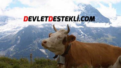 Büyükbaş Hayvancılık Teşvikleri ile Sektöre Başlama 2020