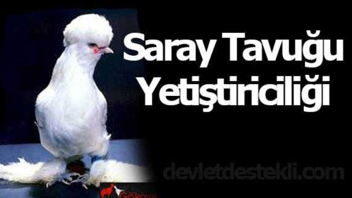 Saray Tavuk Çiftliği Sektörü Son Dönemde Popüler (GÜNCEL)
