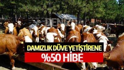Damızlık Düve Hibesi ve Şartları (Holstein Simental Şarole)