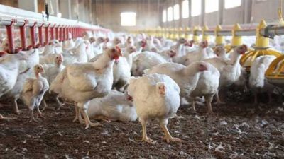 Tavuk Çiftliği Kredisi ve Prefabrik Hazır Kurulum Devlet Desteği (GÜNCEL)