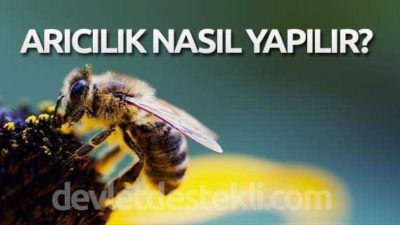 Arıcılık Nasıl Yapılır? 2020 Maliyet Hesaplaması