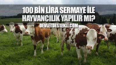 100 Bin TL. Sermaye ile Koyun ve İnek Yetiştiriciliği (GÜNCEL)