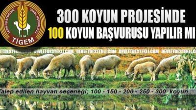 300 Koyun Projesine 100 Koyun İçin Başvuru Yapılabiliyor!
