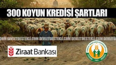 300 Koyun Ziraat Bankası ve Tarım Kredi Kooperatifi Şartları