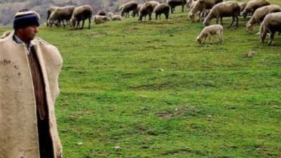 Afgan Çoban Arıyorum Diyenlere İlanlar! (Yatılı Suriyeli Özbek )