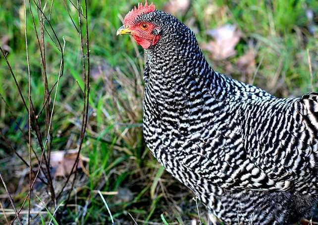 En Fazla Para Kazandıran Tavuk Cinsleri Ve Çeşitleri