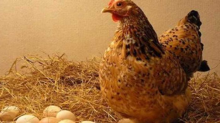 En Çok Yumurta Yapan Tavuk Cinsleri (Haftada 10 Yumurta)