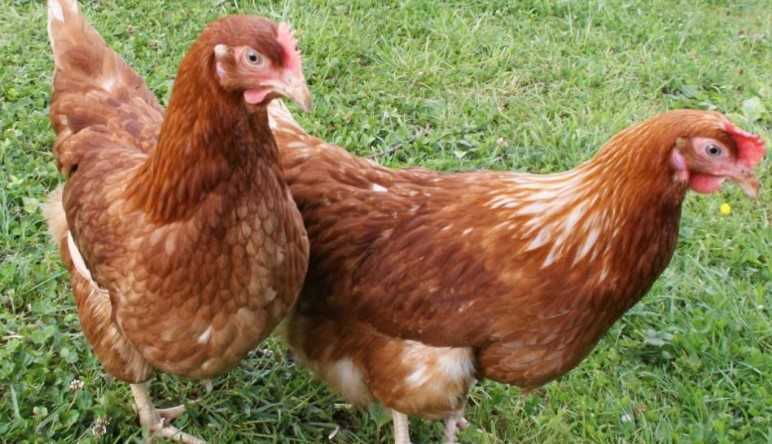 En Fazla Para Kazandıran Tavuk Cinsleri Ve Çeşitleri