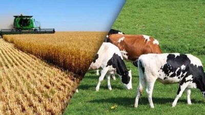 Tarım ve Hayvancılık 2020 Hibe Destekleri