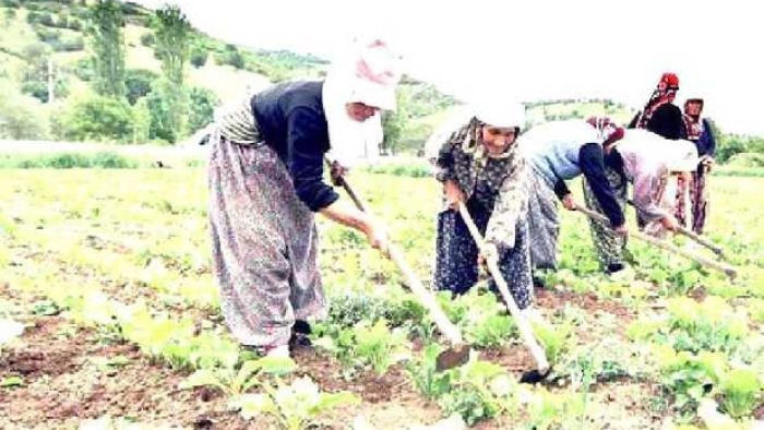 7 Farklı Sektöre Tarım ve Hayvancılık 2020 Hibesi