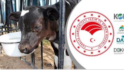 81 ile Damızlık Düve Hibesi Verilecek! Başvurular Başladı!