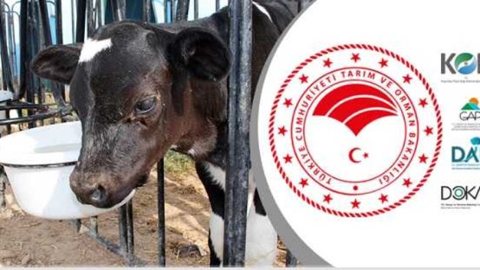 81 ile Damızlık Düve Hibesi Verilecek! Başvurular Başladı!