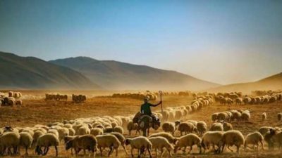 2020 Yılı Tarım Ve Hayvancılık Desteklemeleri