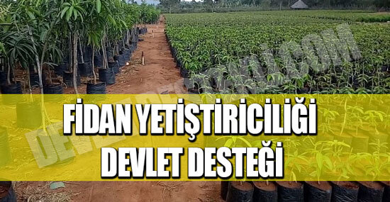 Fidan Yetiştiriciliği Devlet Desteği 2023 (GÜNCEL)