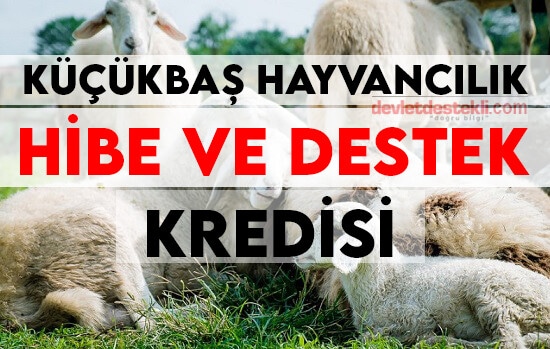 30 Koyun Hibe Başvurusu 2023