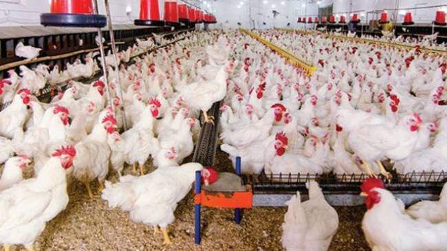 Ziraat Bankası Tavuk Çiftliği Kredisi Şartları 2022 (Sıfırdan Başlama)