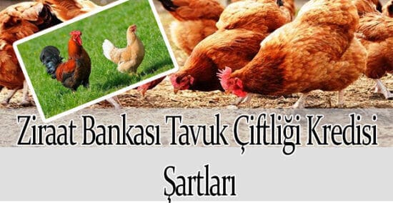 Ziraat Bankası Tavuk Çiftliği Kredisi Şartları 2023 (Sıfır Faizli Destek)