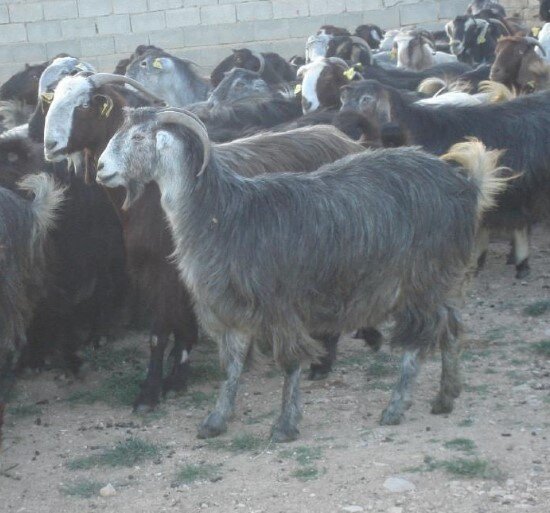 Kilis Keçisi Özellikleri