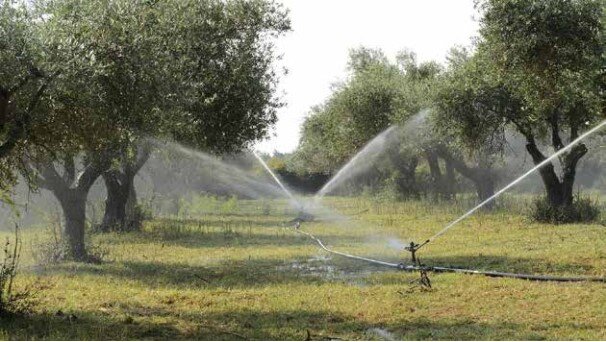 Devlet Destekli Zeytin Bahçesi 1.000 Dekarlık Zeytin Bahçesi Hazır Proje