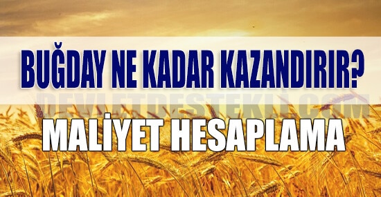 1 Dönüm Buğday Ne Kadar Para Kazandırır? (7000 TL Alım 2023 Hesabı)