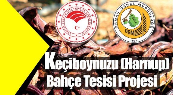 Keçiboynuzu (Harnup) Bahçe Tesisi Projesi Yatırım Rehberi
