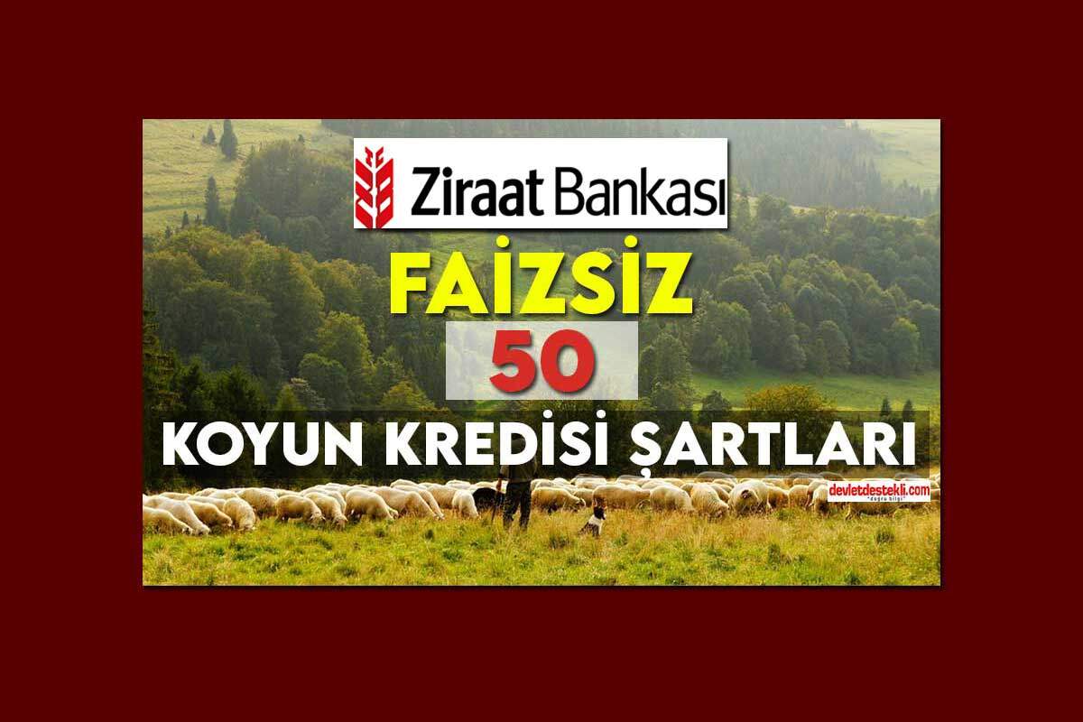 Ziraat Bankası Koyun Kredisi Şartları 2023 (Faizsiz 50 Küçükbaş)