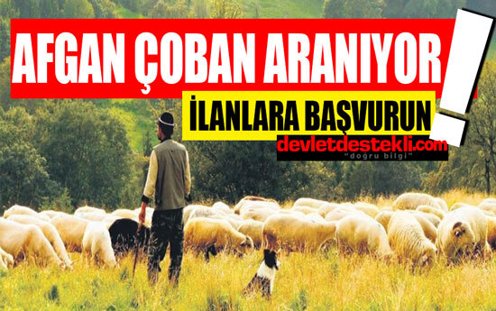 Afgan Suriyeli Çoban Arıyorum Diyenlere İlanlar! (Yatılı Suriyeli Özbek)