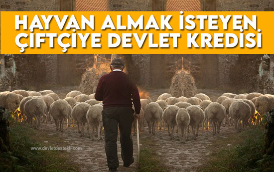 Devletten Hayvan Alma Şartları 2023 Hayvan Hibesi Nasıl Alınır?