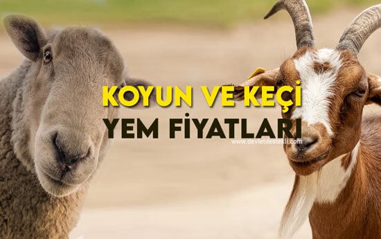 Koyun ve Keçi Yem Fiyatları 2023 (Küçükbaş) CP Yem Listesi