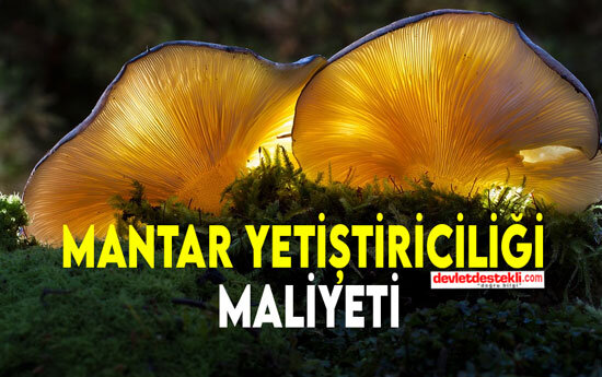 Mantar Yetiştiriciliği İçin Ne Kadar Sermaye Gerekir?