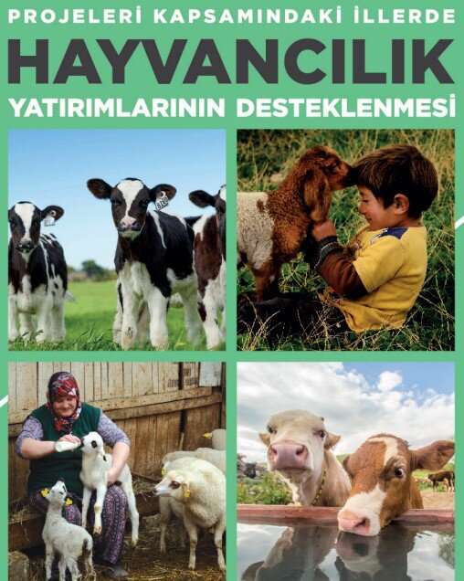GAP-DAP-KOP-DOKAP Yüzde 50 Hayvancılık Hibesi Resmi Gazete'de Yayınlandı
