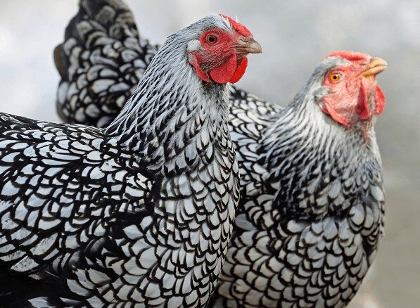 En Çok Yumurta Yapan Tavuk Irkları (HAFTADA 7 YUMURTA)