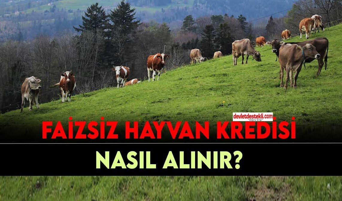 Faizsiz Hayvancılık Kredisi Nasıl Alınır? 2023 Yılı Ayı Yeni Destek!