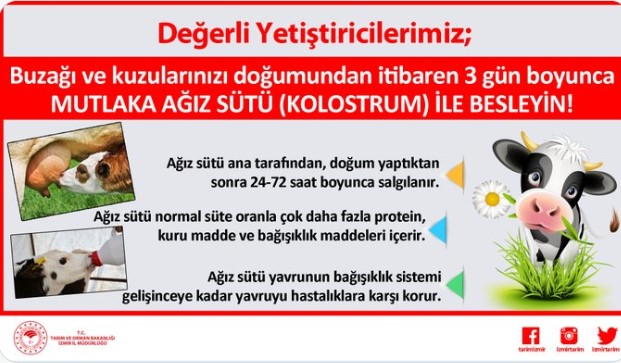 Buzağı Destekleme Ödeme Tarihleri 2022/1 Ne Zaman Yatacak?