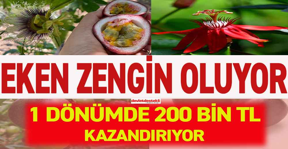 Eken Zengin Oluyor! 1 Dönüm Araziden 200 Bin TL Kazandırıyor