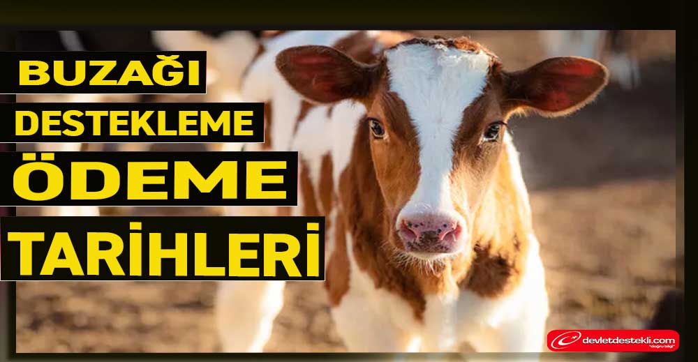 Buzağı Destekleme Ödeme Tarihleri 2022/1 Ne Zaman Yatacak?