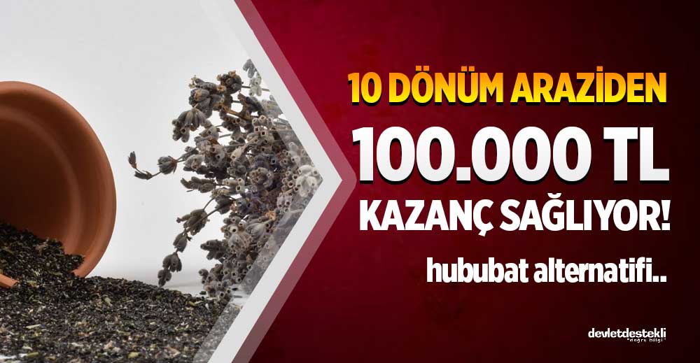 10 Dönüm Araziden 100 Bin TL Kazandıran Hububat Alternatifi