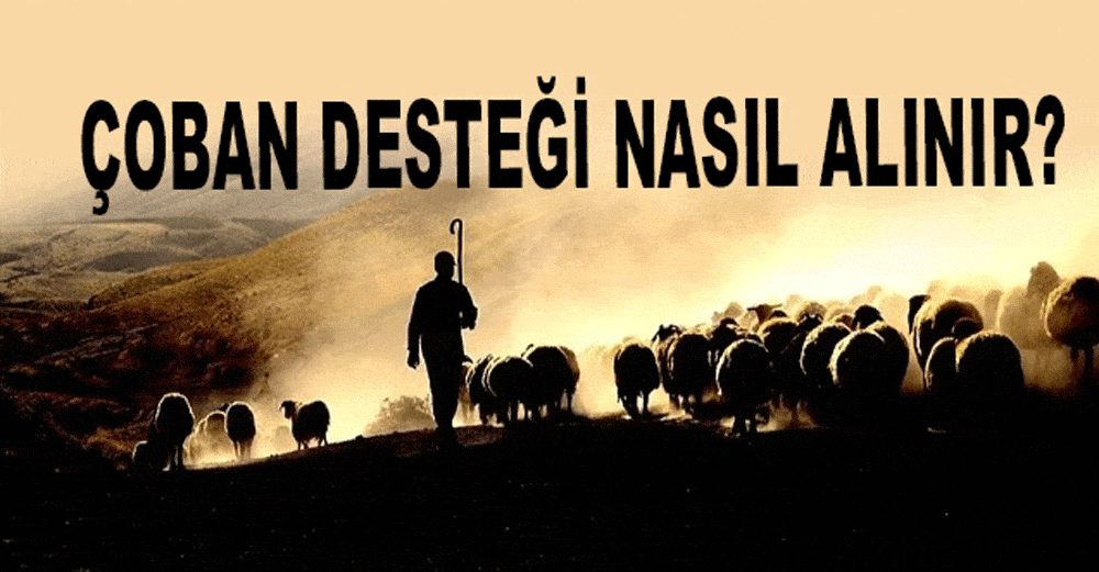 Sürü Yöneticisi Desteği Nasıl Alınır? Sertifikalı Çoban 12 Bin TL 2023 Güncel!