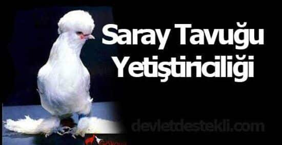 Saray Tavuk Çiftliği Yetiştiriciliği 2023 Yılı Para Kazanma Yöntemi