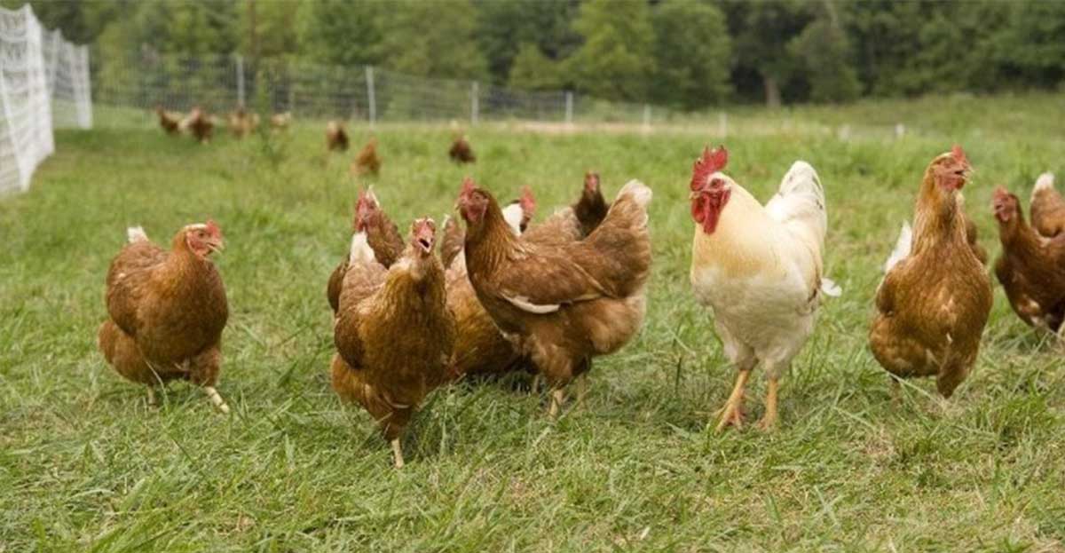 Faizsiz Tavuk Çiftliği Kredisi Hibe Şartları 2023 (2 Yıl Ödemesiz)