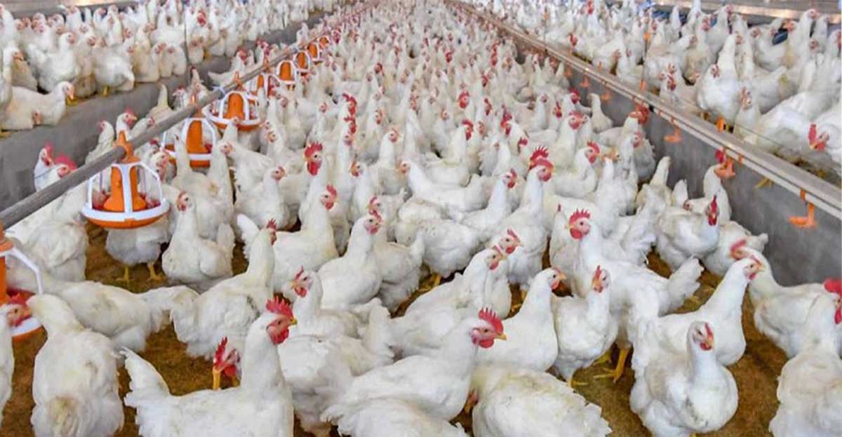 Tavuk Çiftliği Kredisi ve Prefabrik Hazır Kurulum Devlet Desteği 2023 (GÜNCEL)