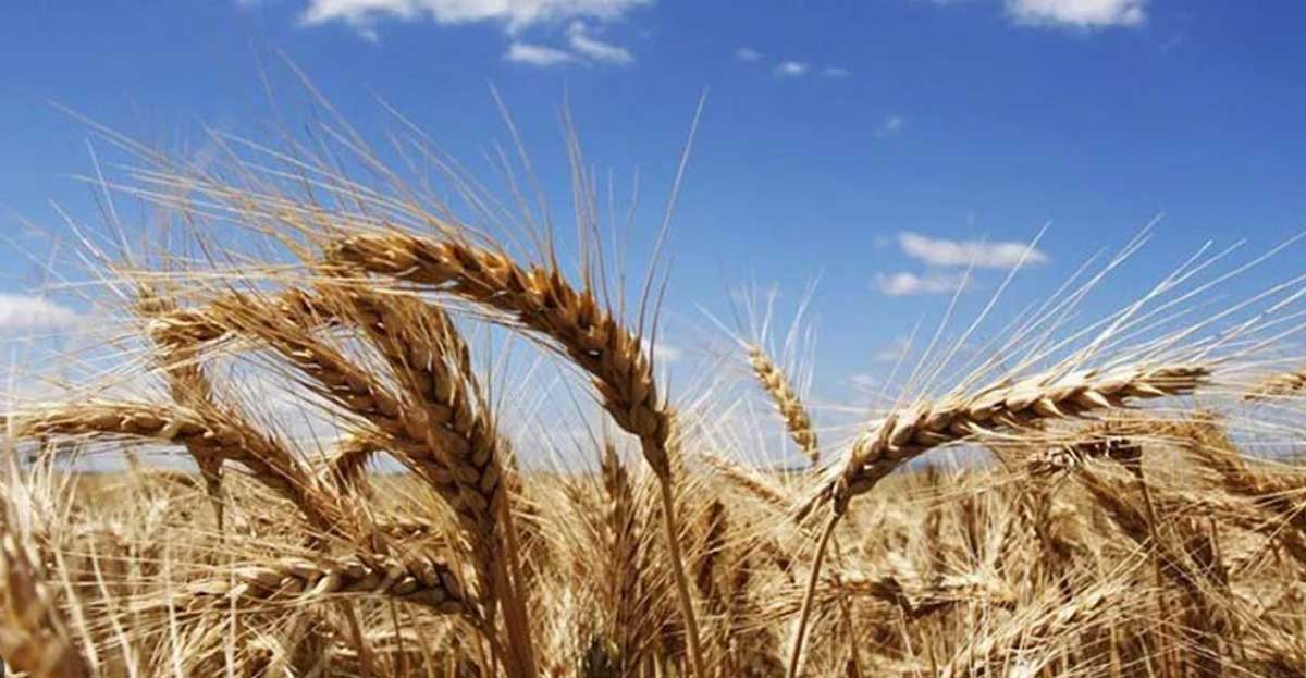 Buğday Prim Desteği Ödemeleri 2023 (Tarım Destekleri)